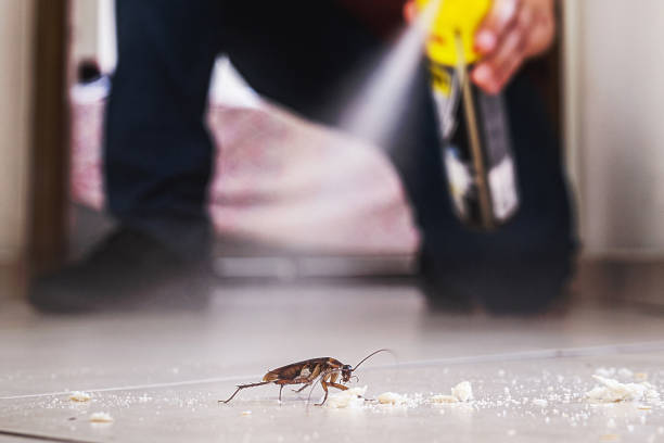 Flea Control Services in Abernathy, TX